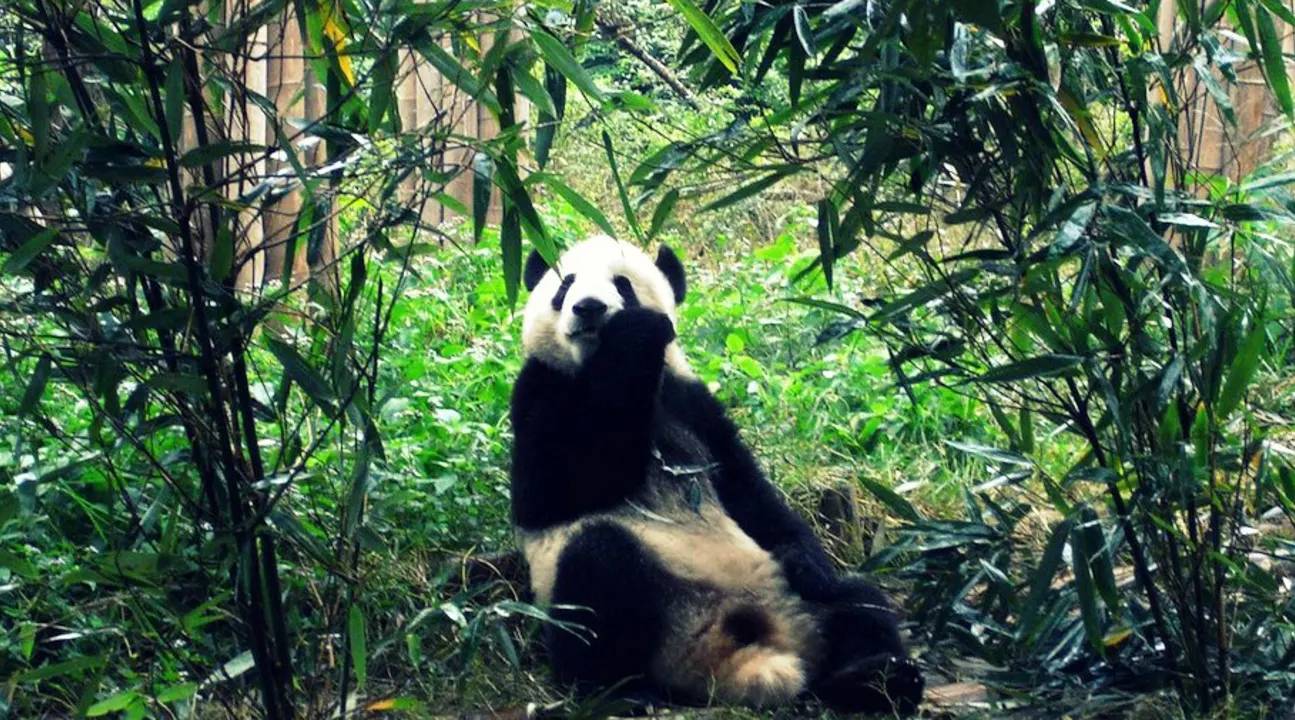 Chengdu