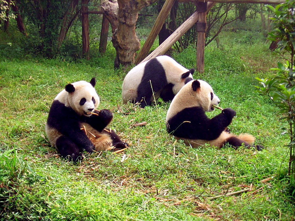 Giant Panda Base
